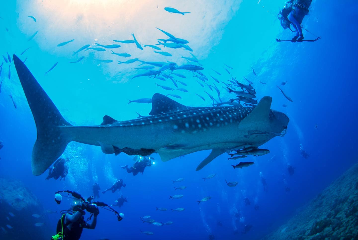 Marine Conservation